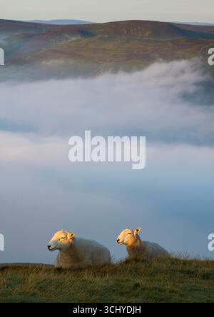 Der Sonnenaufgang zeigt zwei Schafe auf Caer Caradoc in der Church Stretton mit dem Long Mynd, der über eine Temperaturumkehrung in Shropshire gesehen wird. Stockfoto