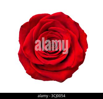 Schöne einzelne rote Rosenblume isoliert auf weißem Hintergrund, Nahaufnahme. Detaillierte Retuschierung. Stockfoto