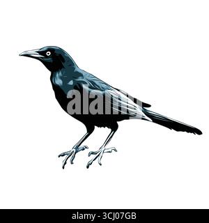Vektorgrafik von Grackle icon.Common Grackle auf weißem Hintergrund, Vektorillustration Stock Vektor