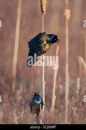 Der Kehlkopf (Quiscalus quiscula). April im Acadia-Nationalpark, Maine, USA. Stockfoto