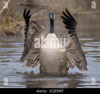 Kanadische Gans (Branta canadensis). Anfang Mai im Acadia-Nationalpark, Maine, USA. Stockfoto