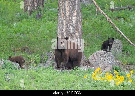 Amerikanischer Schwarzbär (Ursus americanus) mit neuen Jungen. Anfang Juni im Yellowstone National Park, Wyoming. Stockfoto