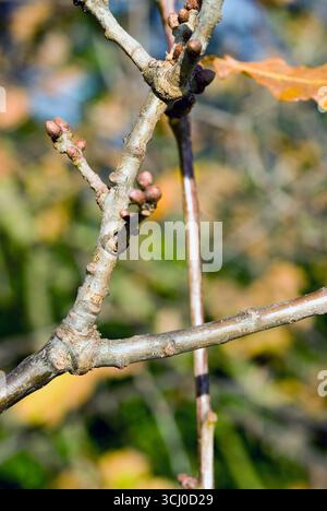 Zahlen in der Natur Stockfoto