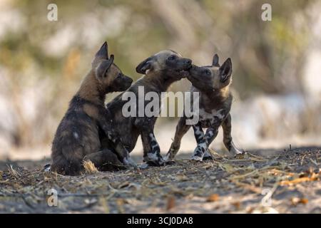 Afrikanische Wildhunde - Lycaon pictus - drei kleine Welpen spielen zusammen, - Moremi Game Reserve, Botswana, Südliches Afrika. Stockfoto