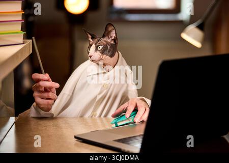Eine kanadische Sphynx-Katze in Hemd sitzt mit einem Bleistift in der Hand und einem Laptop davor am Schreibtisch und symbolisiert Arbeit oder Studium in einem spielerischen Conc Stockfoto