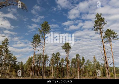 Kiefernwald beim Abholzen von Kiefern zur Gewinnung von Bauholz , Teil des gefällten Kiefernwaldes mit hohen Bäumen für die industrielle Nutzung Stockfoto
