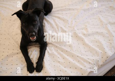 Schwarzer Mischlingshund, der auf weißen Laken liegt und glücklich und entspannt aussieht. Blick von oben. Haustierfreundliches Hotelkonzept. Stockfoto