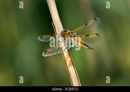 Vierfleckiges Chaser-Weibchen (Libellula quadrimaculata), das auf einem getrockneten Schilf sitzt Stockfoto