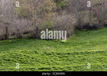 Landschaft rund um das Dorf Trascastro im Leitariegos-Tal in Asturien, Spanien Stockfoto