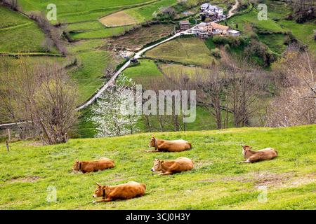 Landschaft rund um das Dorf Trascastro im Leitariegos-Tal in Asturien, Spanien Stockfoto