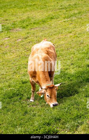 Landschaft rund um das Dorf Trascastro im Leitariegos-Tal in Asturien, Spanien Stockfoto