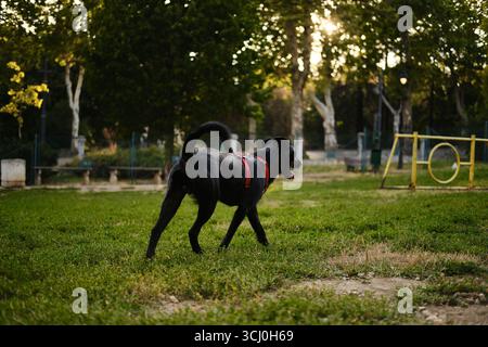 Schwarzer Mutti, der bei Sonnenuntergang über das Gras im Hundepark spaziert. Haustier genießt Freiheit und freien Raum. Stockfoto