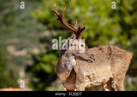 Persischer Damhirsch Erwachsener Persischer Damhirsch männlich auf dem Karmel aus einer wiedereingeführten Herde Stockfoto