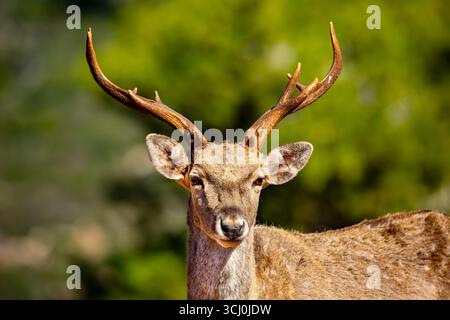 Persischer Damhirsch Erwachsener Persischer Damhirsch männlich auf dem Karmel aus einer wiedereingeführten Herde Stockfoto