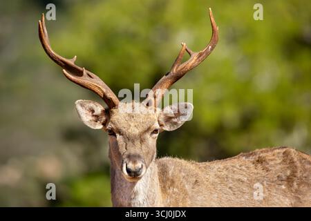 Persischer Damhirsch Erwachsener Persischer Damhirsch männlich auf dem Karmel aus einer wiedereingeführten Herde Stockfoto