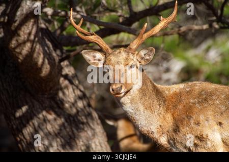 Persischer Damhirsch Erwachsener Persischer Damhirsch männlich auf dem Karmel aus einer wiedereingeführten Herde Stockfoto
