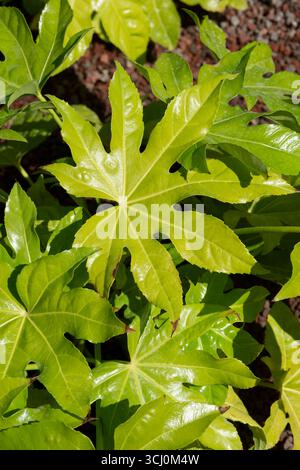 Die Japanische Aralia Japonica Verlässt Die Fatsia Japonica Stockfoto