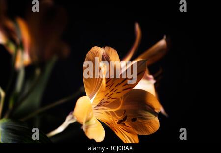 Elegante peruanische Lilie oder Lilie der Inkas, leuchtend orange Farbe auf schwarzem Hintergrund. Stockfoto