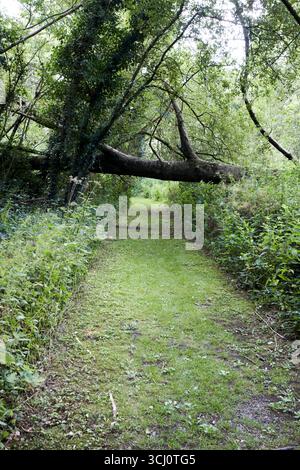 Umgefallener Baum auf dem Weg durch Sturmschäden gosford Forest Park Markethill County armagh Nordirland großbritannien Stockfoto