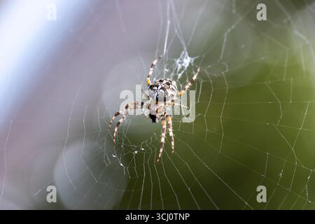 Europäische Gartenspinne, die auf ihrem Netz liegt, zeigt komplizierte Netzmuster und die Spinnen lebendiges Aussehen vor einem weichen natürlichen Hintergrund. Arane Stockfoto