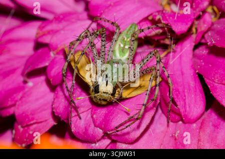 Green Lynx Spider, Peucetia viridans, Weibchen, die sich an gefangenem Fiery Skipper ernährt, Hylephila phyleus, männlich Stockfoto