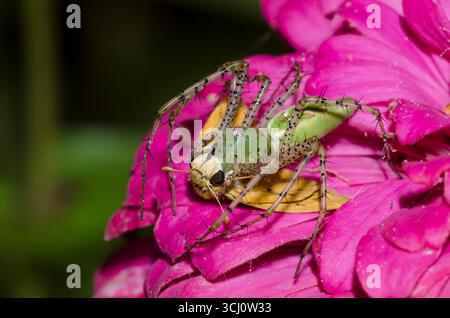 Green Lynx Spider, Peucetia viridans, Weibchen, die sich an gefangenem Fiery Skipper ernährt, Hylephila phyleus, männlich Stockfoto