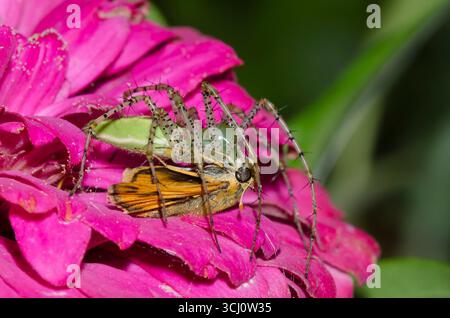 Green Lynx Spider, Peucetia viridans, Weibchen, die sich an gefangenem Fiery Skipper ernährt, Hylephila phyleus, männlich Stockfoto