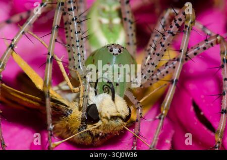 Green Lynx Spider, Peucetia viridans, Weibchen, die sich an gefangenem Fiery Skipper ernährt, Hylephila phyleus, männlich Stockfoto