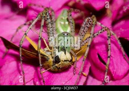 Green Lynx Spider, Peucetia viridans, Weibchen, die sich an gefangenem Fiery Skipper ernährt, Hylephila phyleus, männlich Stockfoto