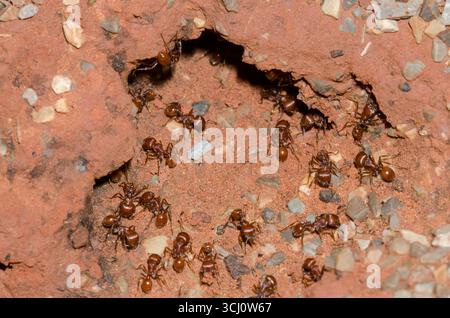Red Harvester Ameisen, Pogonomyrmex barbatus, im Nest Eingang Stockfoto