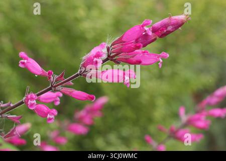Salvia involucrata 'Hadspen'. Tiefrosa lippige Blüten von Rosiblattsalbei „Hadspen“, auch Salvia involucrata „Mrs Pope“ genannt im Spätsommer. UK Stockfoto