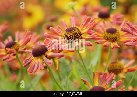 Helium „Loysder Wieck“. Sternenorange Blüten von Helenium Loysder Wieck, Sometinen genannt Karneval. Hardy Niesweed, im Spätsommer. Stockfoto
