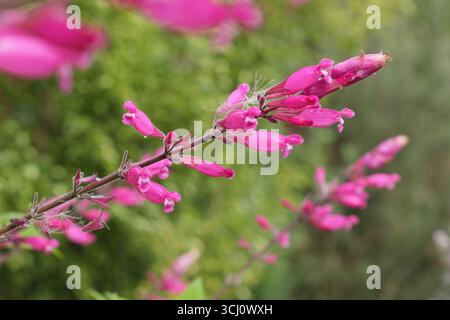 Salvia involucrata 'Hadspen'. Tiefrosa lippige Blüten von Rosiblattsalbei „Hadspen“, auch Salvia involucrata „Mrs Pope“ genannt im Spätsommer. UK Stockfoto