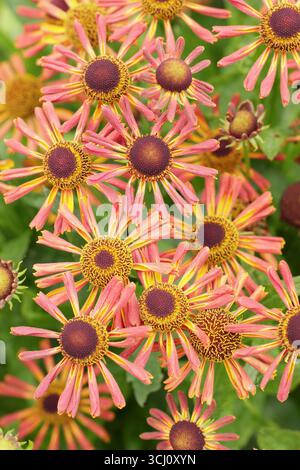 Helium „Loysder Wieck“. Sternenorange Blüten von Helenium Loysder Wieck, Sometinen genannt Karneval. Hardy Niesweed, im Spätsommer. Stockfoto