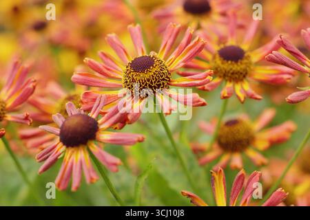 Helium „Loysder Wieck“. Sternenorange Blüten von Helenium Loysder Wieck, Sometinen genannt Karneval. Hardy Niesweed, im Spätsommer. Stockfoto