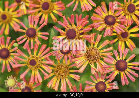 Helium „Loysder Wieck“. Sternenorange Blüten von Helenium Loysder Wieck, manchmal auch Karneval genannt. Hardy Niesweed, im Spätsommer. Stockfoto