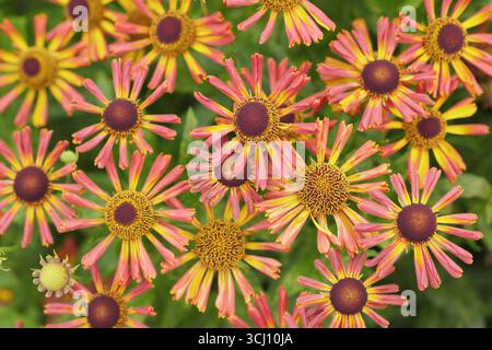 Helium „Loysder Wieck“. Sternenorange Blüten von Helenium Loysder Wieck, manchmal auch Karneval genannt. Hardy Niesweed, im Spätsommer. Stockfoto