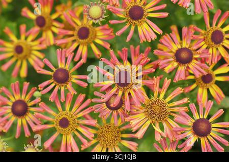 Helium „Loysder Wieck“. Sternenorange Blüten von Helenium Loysder Wieck, manchmal auch Karneval genannt. Hardy Niesweed, im Spätsommer. Stockfoto