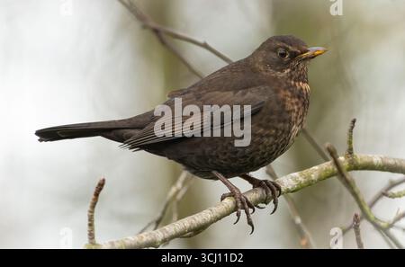 Weibliche Amsel (Turdus merula) im Winter Stockfoto