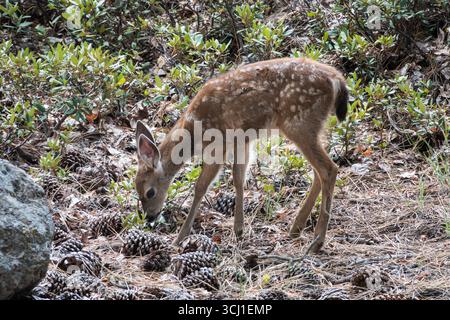 Fawn mit Flecken in der Nähe des Manzanita Lake im Lassen Volcanic National Park. Stockfoto