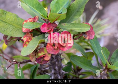 Leuchtende Dornenkrone (Euphorbia milii) blüht auf einem Dachgarten. Diese auffällige Pflanze ist auch als Christuspflanze oder Christdorn bekannt. Stockfoto