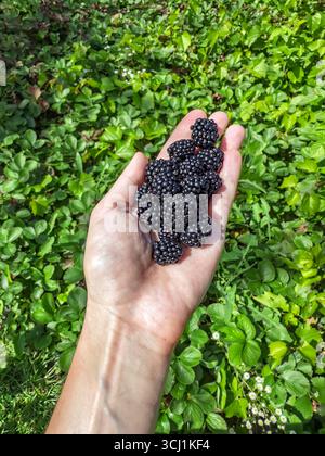 Hand hält eine Handvoll wilder Brombeeren im Freien, natürliche Früchte pflücken im Sommergarten. Die Palme der Person voller saftiger dunkler Brombeeren mit Stockfoto