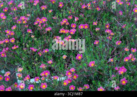 Lebendige Moosrose (Portulaca grandiflora) blüht in voller Blüte, ein farbenfroher Gartenhintergrund. Auch bekannt als Sonnenrose, mexikanische Rose oder Eleven O'Clock Stockfoto