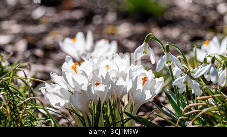 Leuchtende weiße Krokusblüten blühen im Frühlingssonnenlicht, umgeben von zarten Schneeglöckchen, die die Schönheit des Erwachens der Natur und das Wesen der Natur zeigen Stockfoto