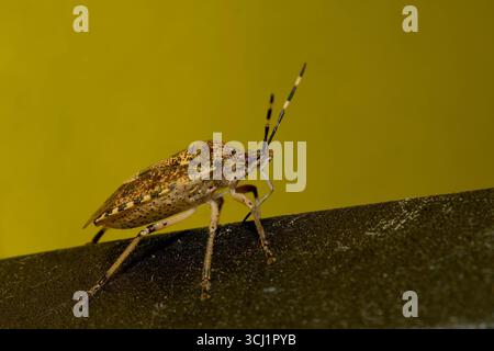 Nahaufnahme der grauen Gartenwanze (Rhaphigaster nebulosa, Graue Gartenwanze) mit detaillierten Merkmalen. Stockfoto