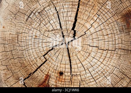 Die Textur des geschnittenen Baumes mit Wachstumsringen. Querschnitt eines Baumes, Nahaufnahme. Stockfoto