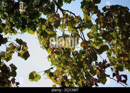 Äste einer Linde, gefüllt mit grünen und gelben Blättern, werden an einem sonnigen Sommertag vor einem hellen, wolkenlosen blauen Himmel gehalten. Stockfoto