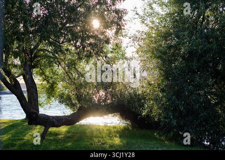 Ein Baum mit einem gebogenen Stamm bohrt sich über einem grasbewachsenen Ufer und dem Wasser dahinter. Die Sonne scheint durch die Blätter und erzeugt einen leuchtenden Effekt in der Nähe des Wassers. Stockfoto
