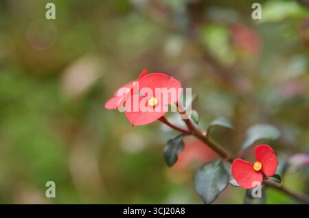Dornenkrone pflanzt rote Blumen mit gelbem Mittelpunkt und weicher Außenansicht. euphorbia milii blühende Pflanze mit Kopierraum für Text. Stockfoto