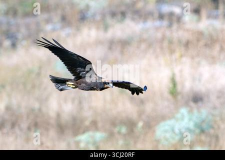 WESTERN Marsh Harrier (Circus aeruginosus) im Flug. Nahaufnahme. Stockfoto